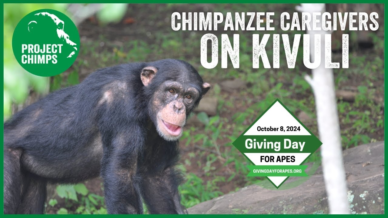 Caregivers tell you all about KIVULI, our youngest chimpanzee!