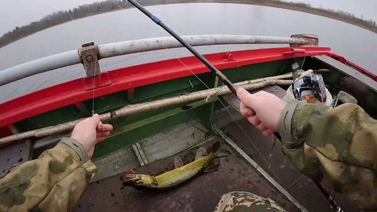 Pike and perch/Щука и окунь/ Līdaka un asaris 1080HD Go Pro