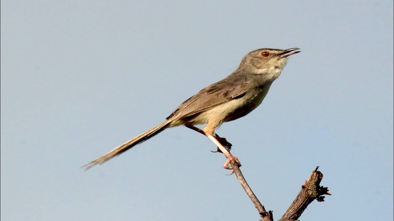 🦜Tailor bird Relaxing Music with Bird Sounds