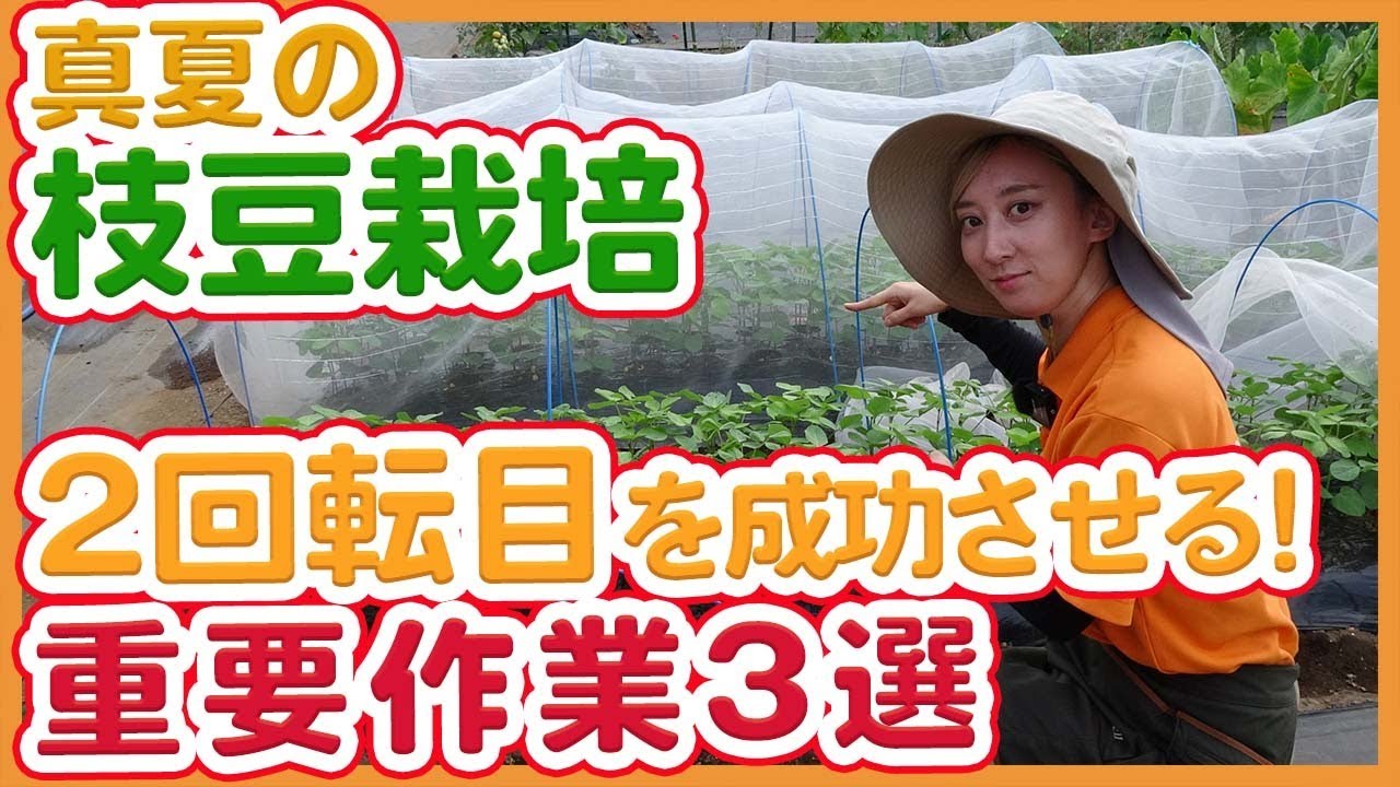 家庭菜園や農園の枝豆栽培で夏に2回転目を成功させたい！！枝豆の夏まきを成功させる重要作業３選！【農家直伝】/ Tips for growing green soybeans in summer.