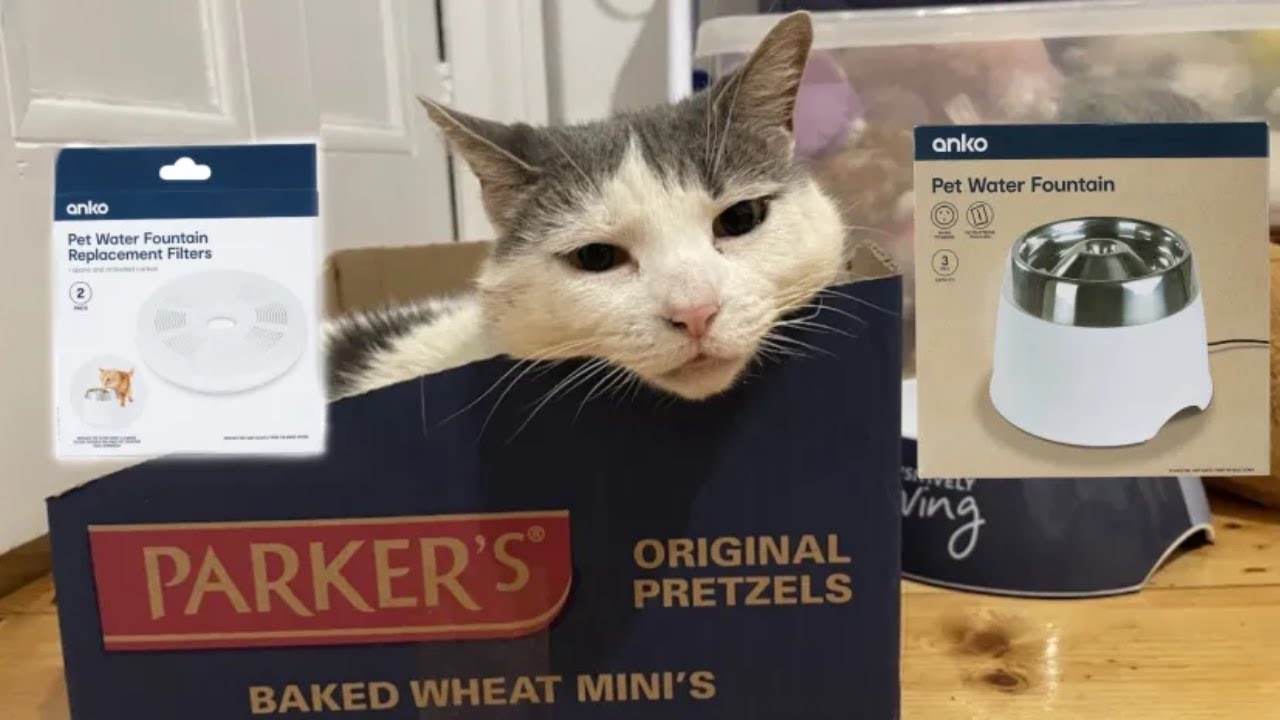 My Cat Trying A Pet Water Fountain For The First Time | Her First Impression + Overall Review