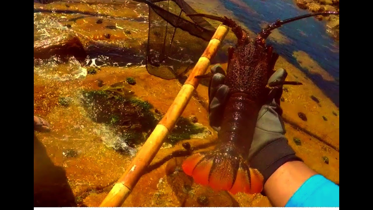 Bamboo pole fishing for rock lobster at Cape Point (South Africa)