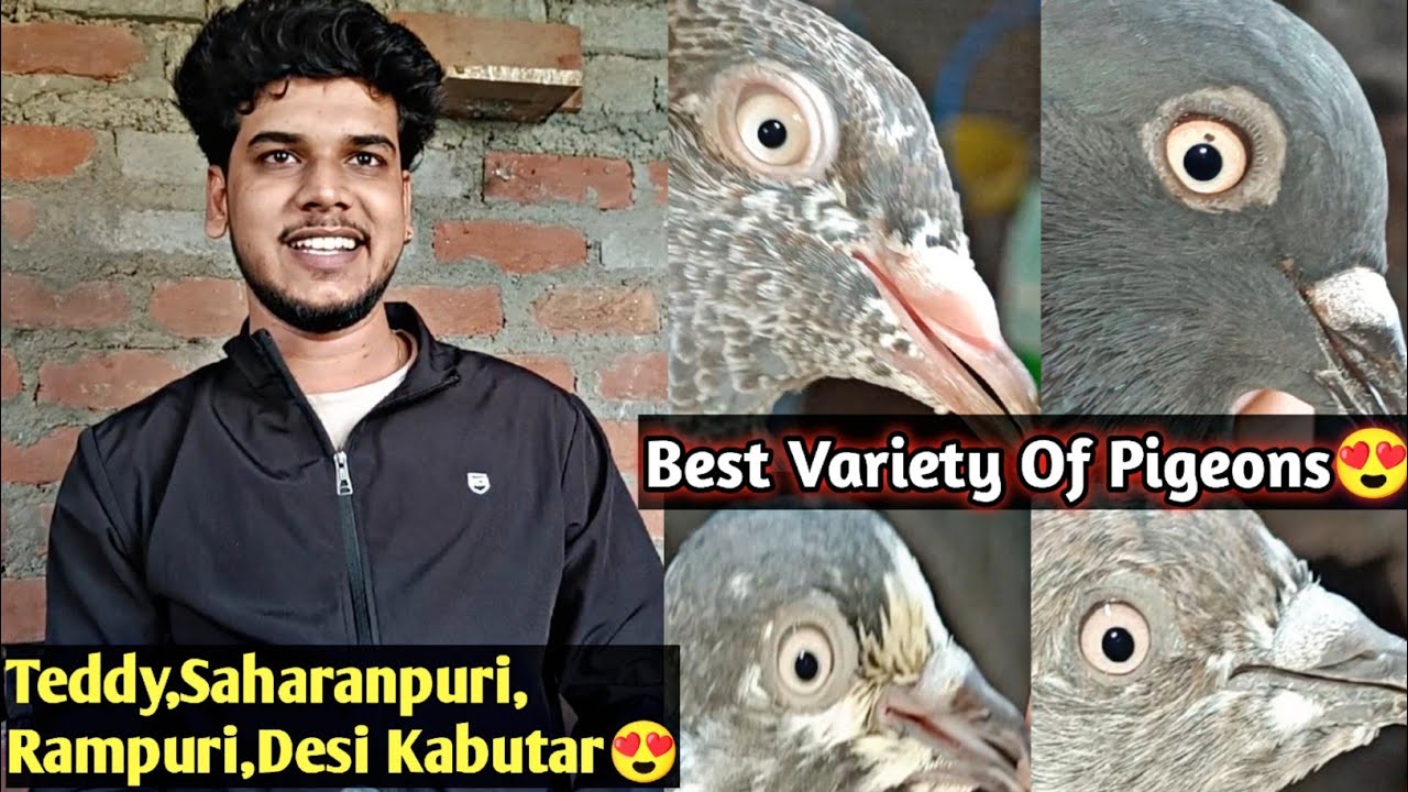 Best Variety Of High Flyer Pigeons😍 | Aniruddha Alone