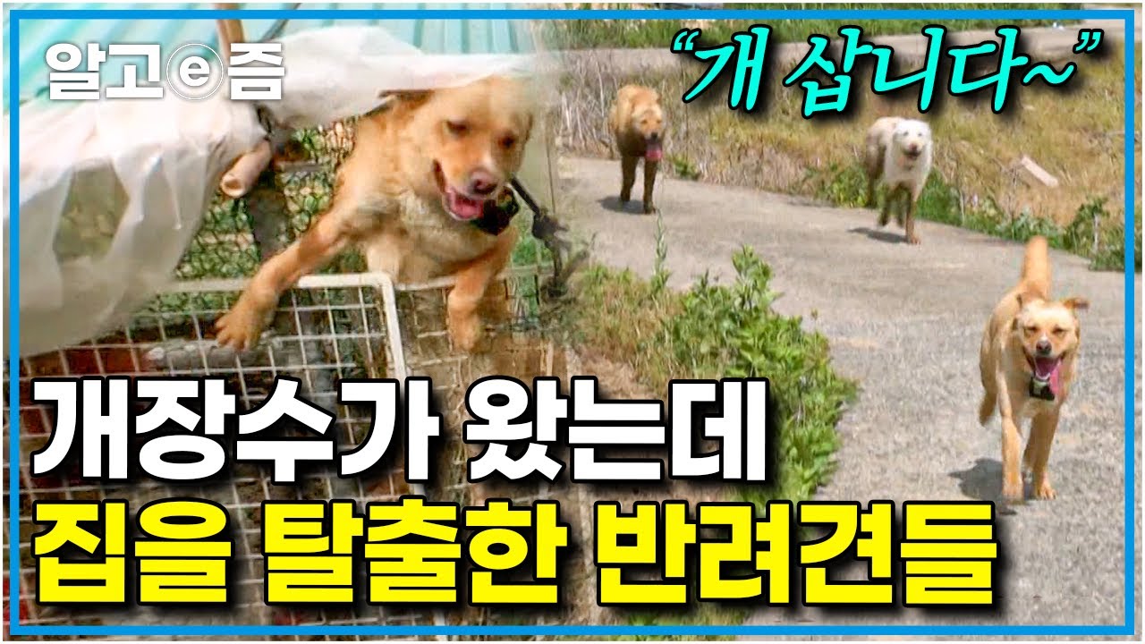 세나개 촬영 중 역대급 비상 상황 발생🚨 하필 개장수가 나타났을 때 가출해 버린 5마리의 반려견과 보호자의 숨 막히는 술래잡기｜세상에 나쁜 개는 없다｜알고e즘