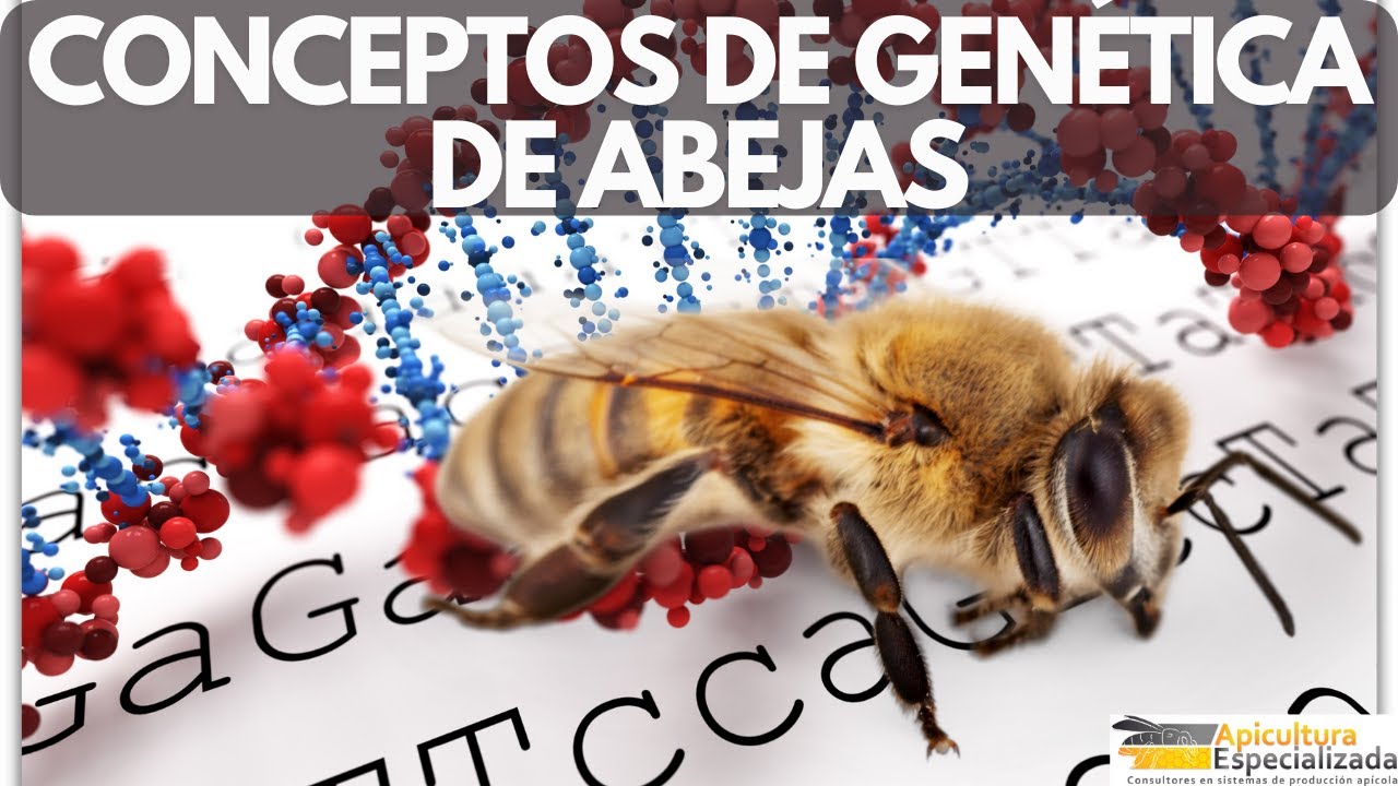 Algunos conceptos de GENÉTICA DE ABEJAS aplicados a la Apicultura