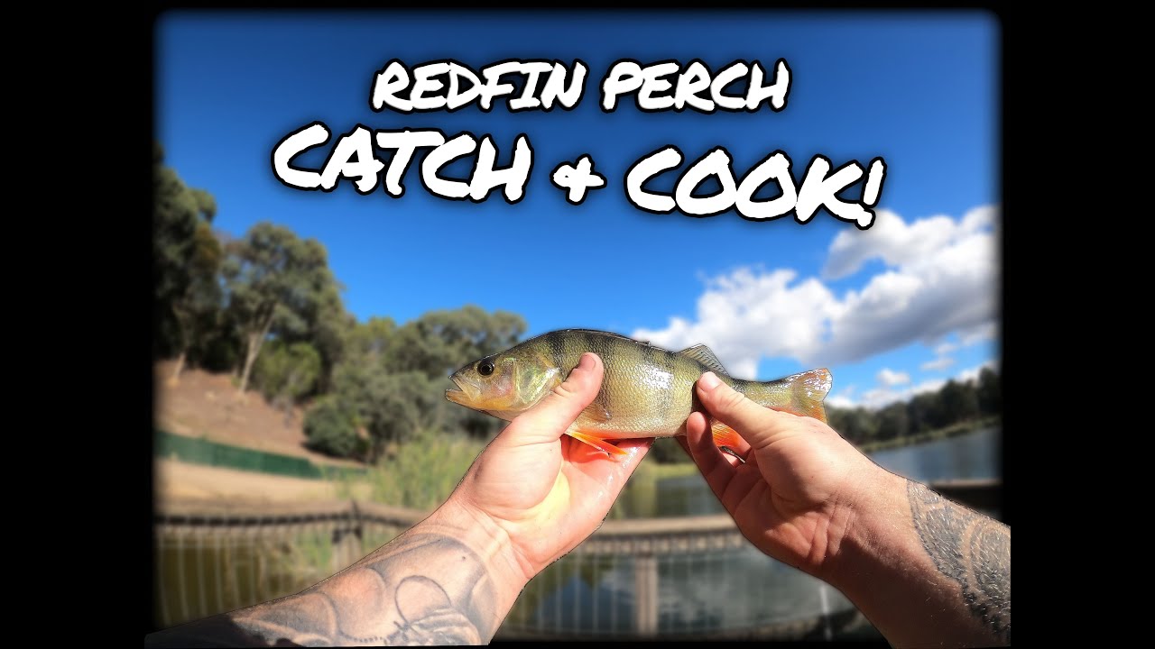 Redfin Perch Catch and Cook | DELICIOUS! - Ep 6