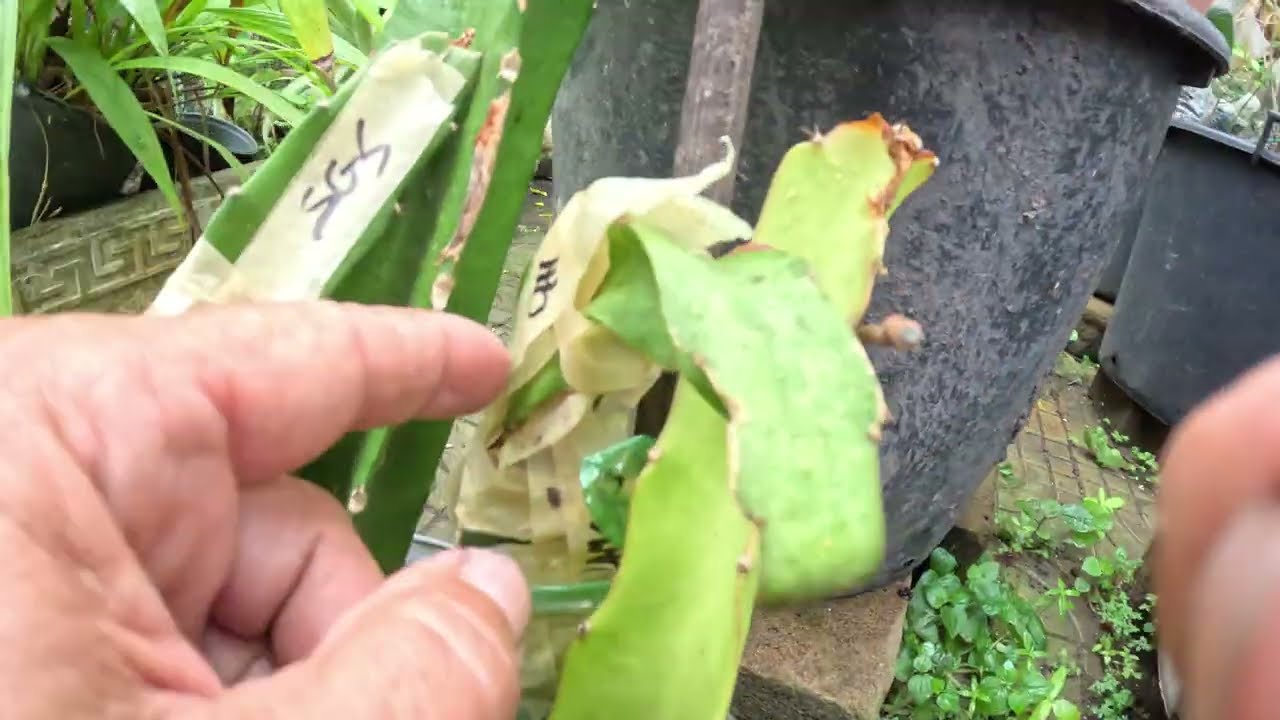 Another failed Chimera exotic Pitaya graft re-applied to a rootstock.