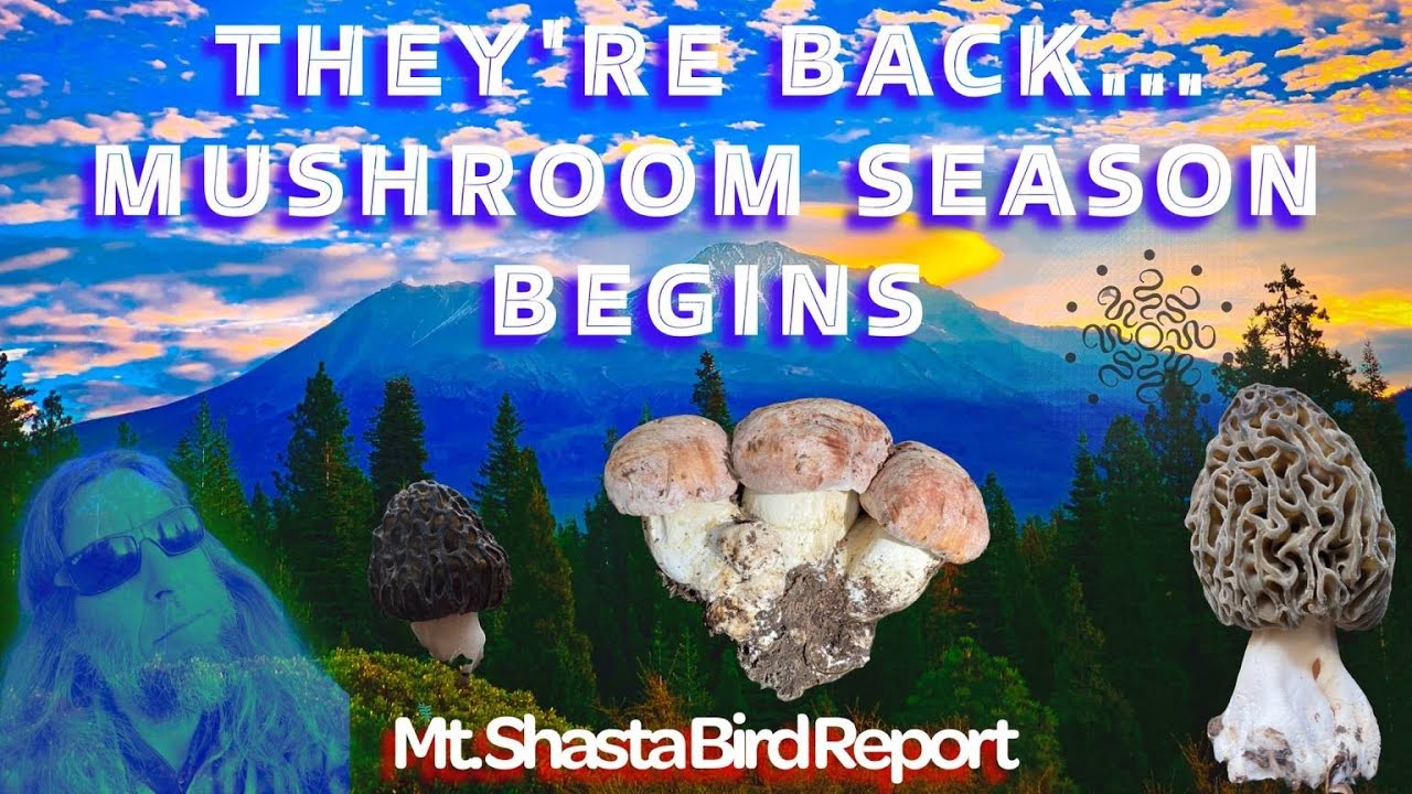 They’re Back: Mushroom Season Begins | Morel Hunting on Mt. Shasta