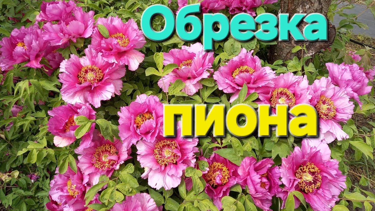 Весеняя обрезка 4х Древовидных пионов.