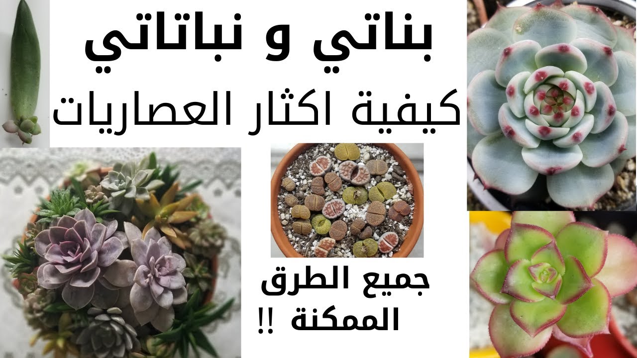 كيف يتم اكثار نباتات العصاريات