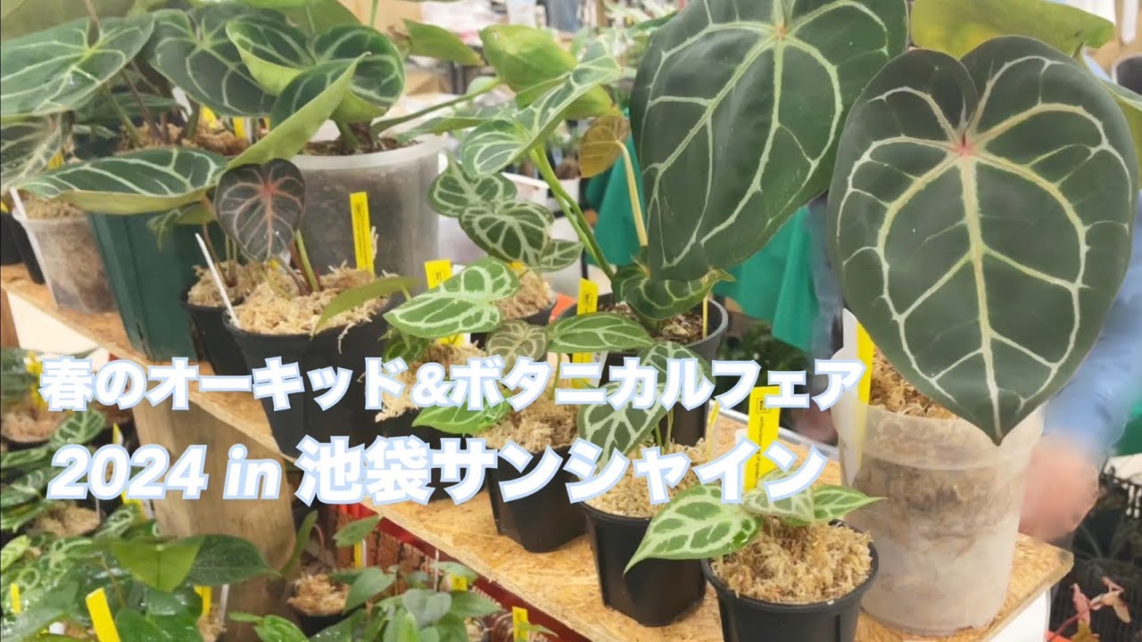 ボタニカルフェア2024に潜入！購入品を紹介！in池袋サンシャインシティ｜アンスリウム｜チランジア｜アリ植物｜
