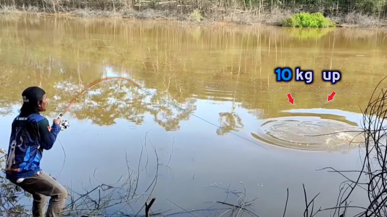 NGERII..!! Di sungai ini di kuasai geng ikan besar-besar