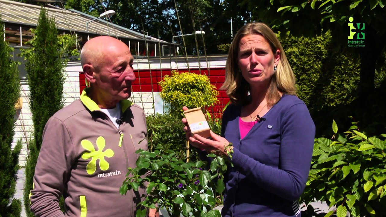 Hoe moet ik biologisch bestrijden door intratuin Amsterdam
