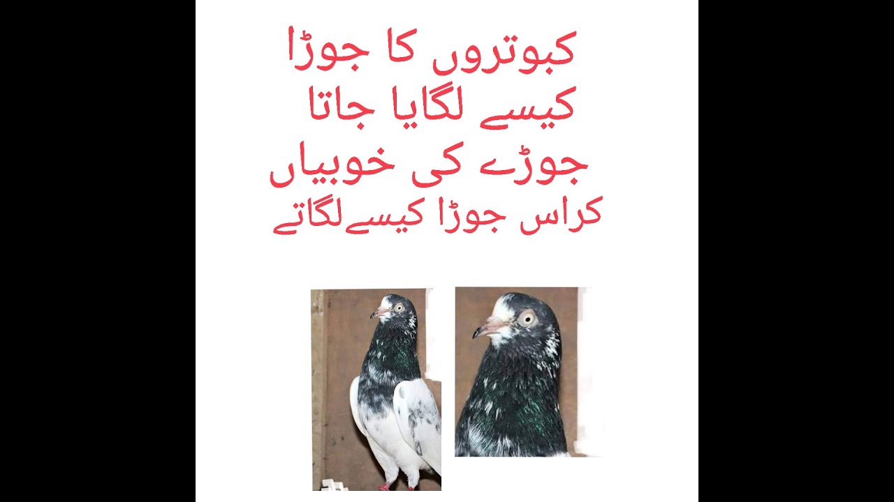 Kabutero ka cross joura lagany ka treeqa mukml points k sath