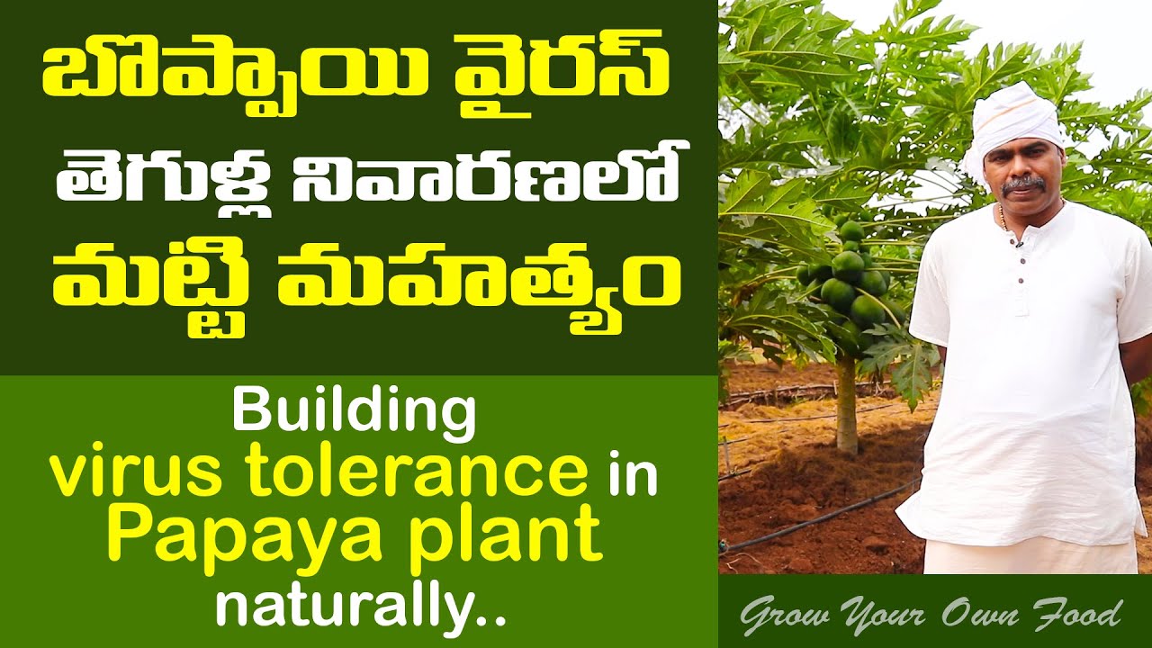 Building virus tolerance in Papaya plant naturally..