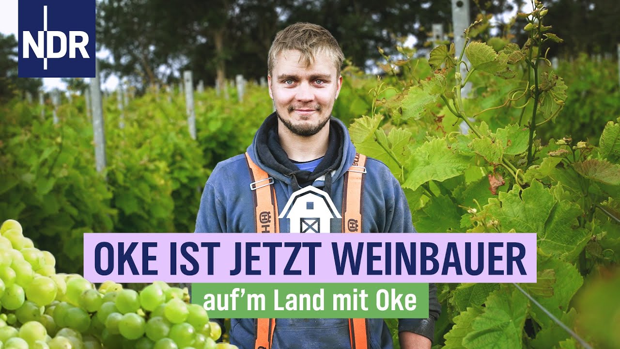 Erste Weinlese auf Amrum – ein historischer Moment für die Insel | NDR auf'm Land mit Oke | Folge 6