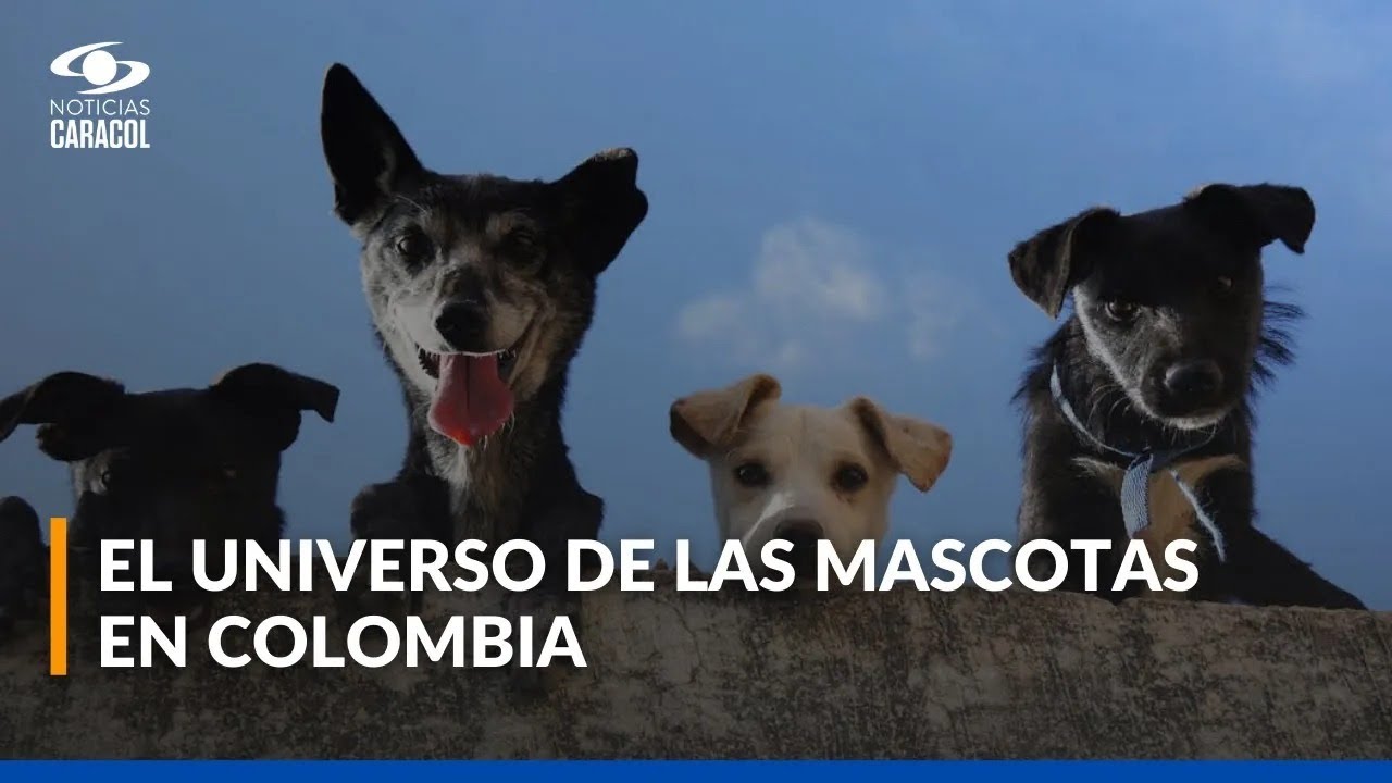 Productos y servicios para mascotas: un negocio en expansi&oacute;n en Am&eacute;rica Latina