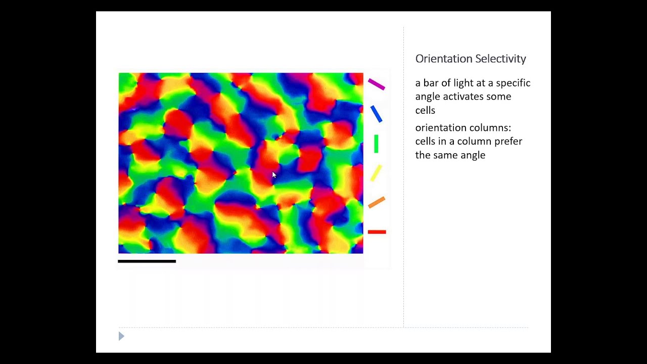OSSM Neuro Chapter 10 - Visual Processing in V1
