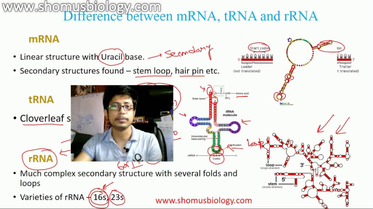 mRNA, tRNA and rRNA