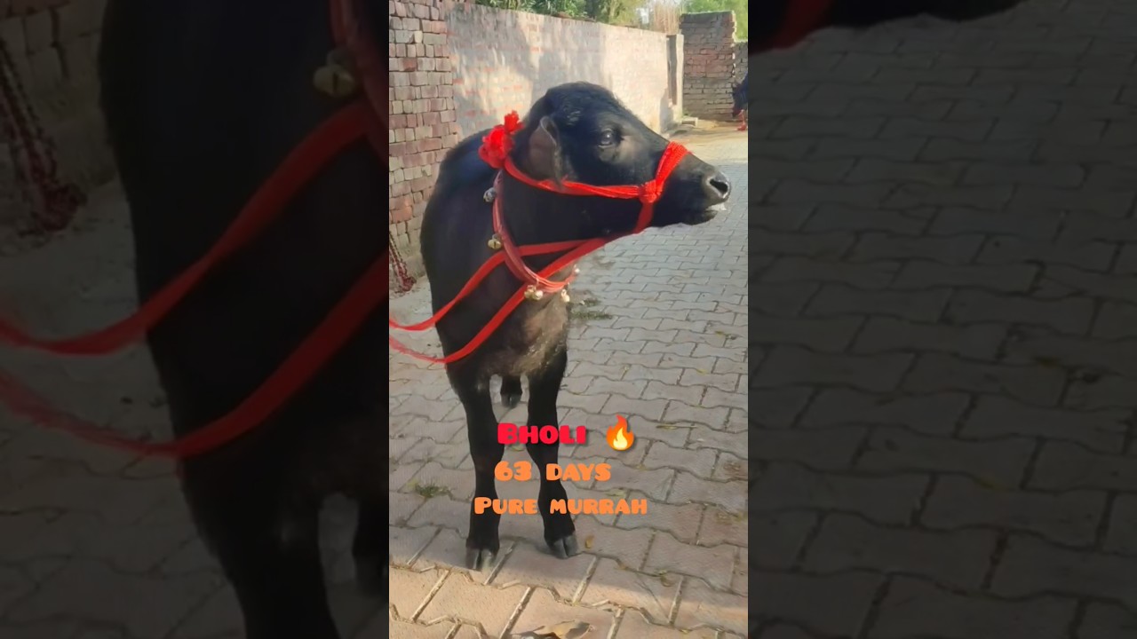 Super Murrah calf 🔥🔥 63 days॥ भोली हुई 63 दिन की 🤩। #trending #murrah