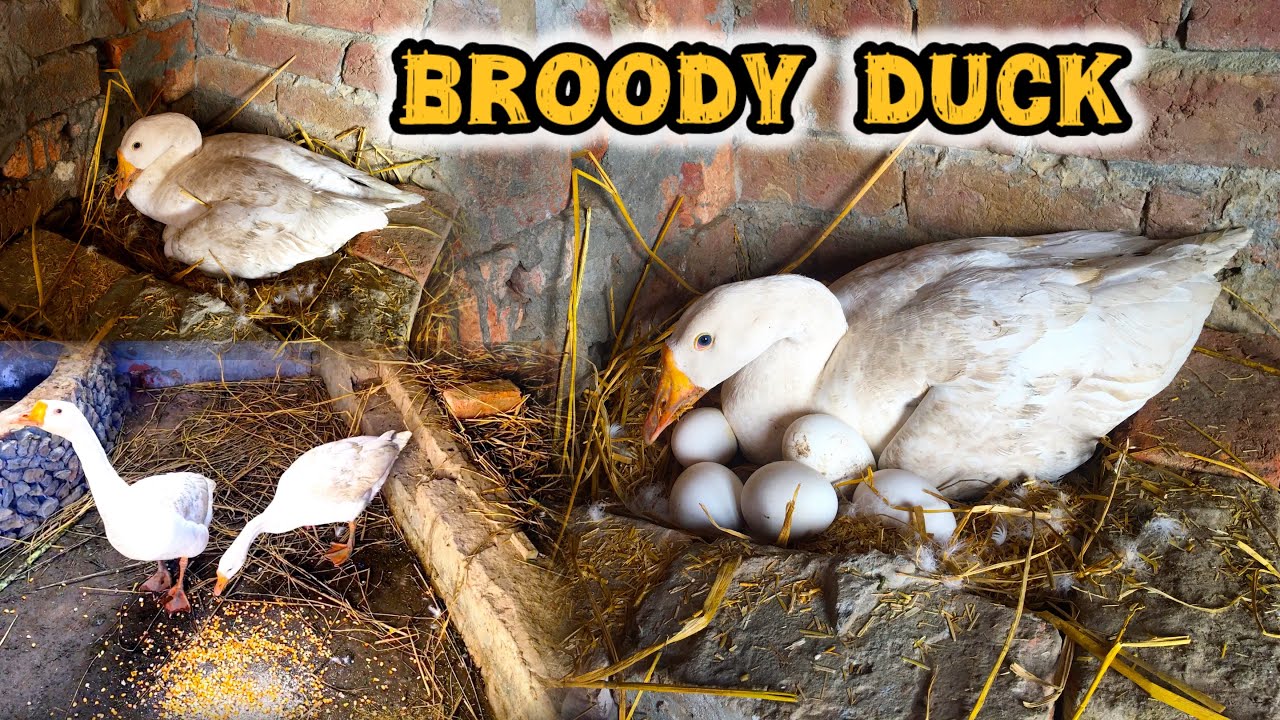 Duck Andon Par Baith Gayi || Duck Ne Anday Sekhna Shuru Kar Diye 