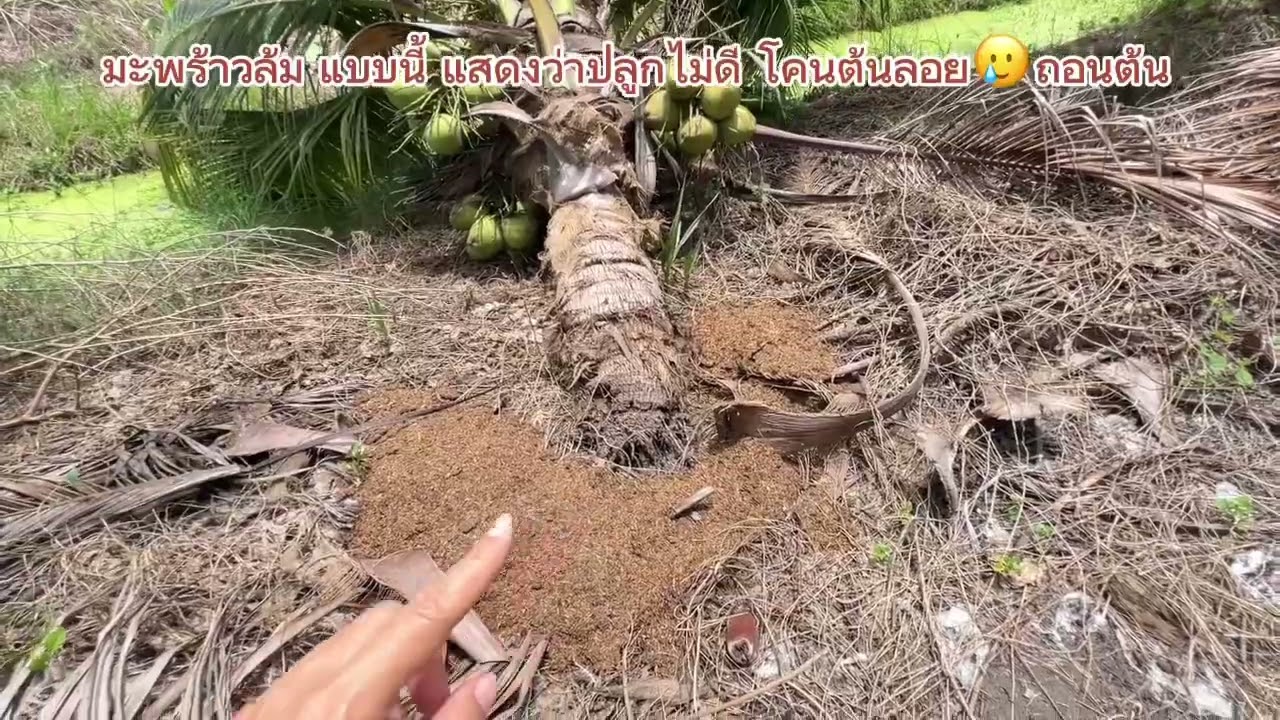 มะพร้าวน้ำหอม สวนคุณดาบส #สวนคุณดาบส #สวนกรรญดา