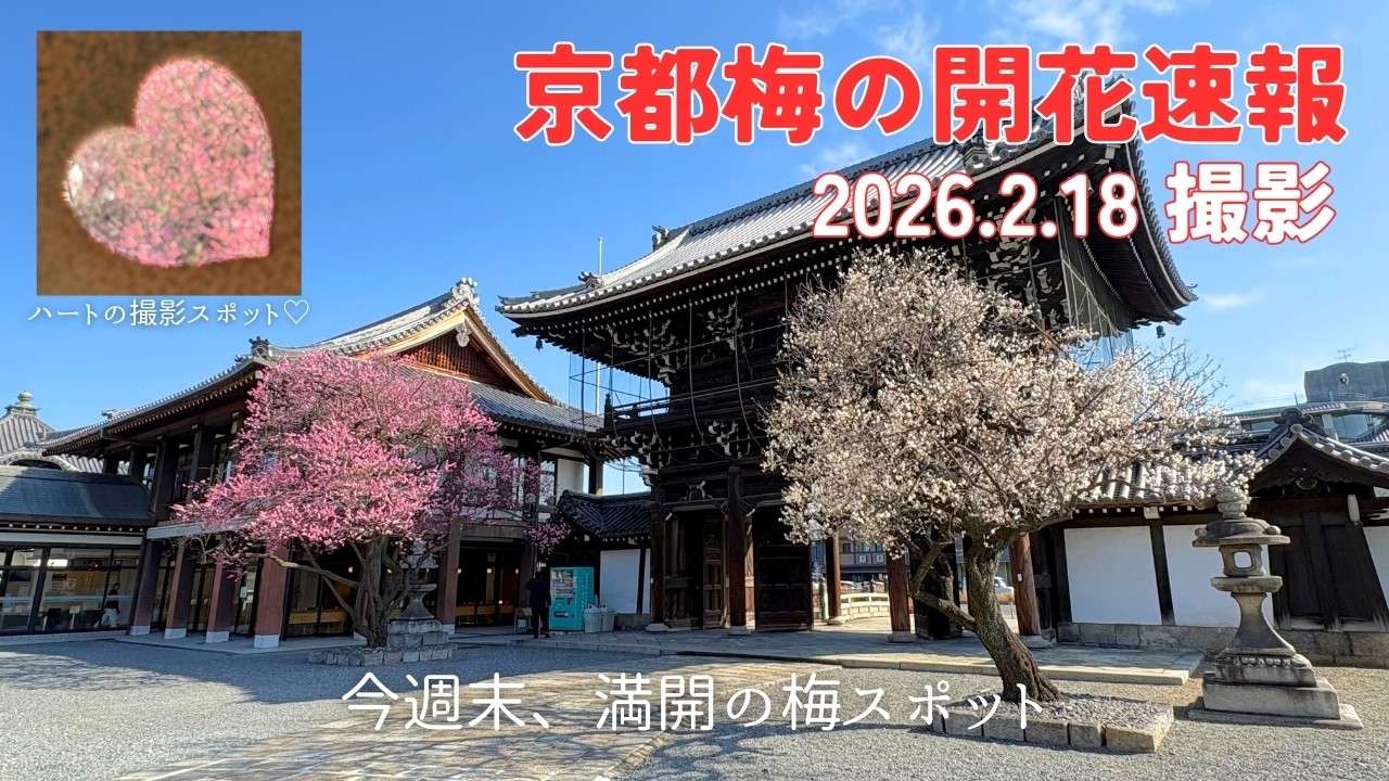 【京都・梅開花速報2026】2.18撮影｜3連休に見頃の梅スポット3選｜今週末どこ行く？