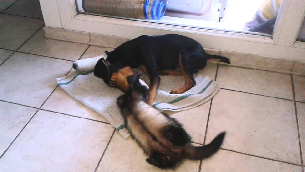 Furet et chien qui jouent