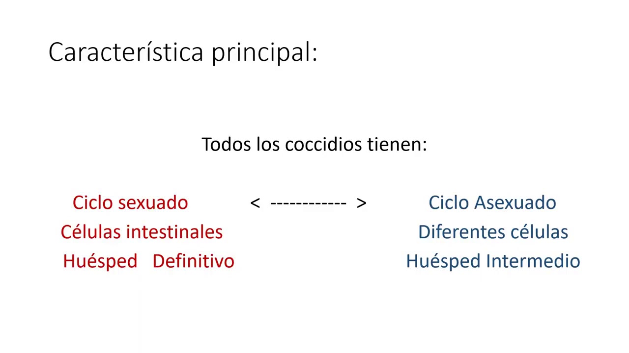 Coccidios intestinales (te&oacute;rica)