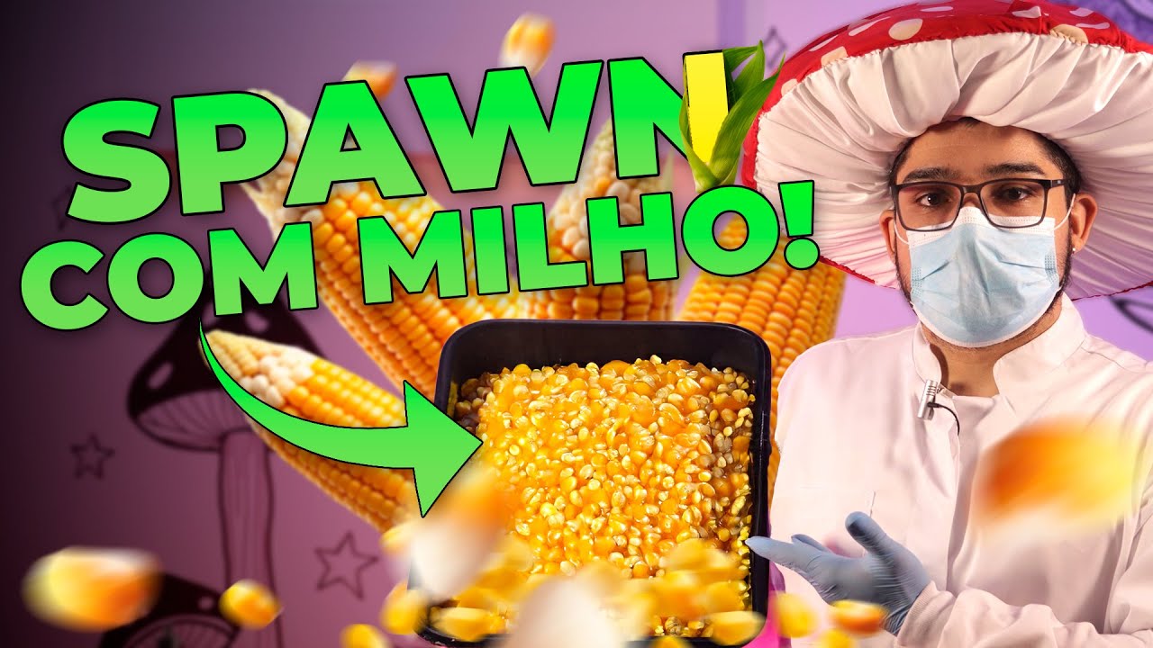 Fazer SEMENTE DE COGUMELO com MILHO é MUITO FÁCIL!