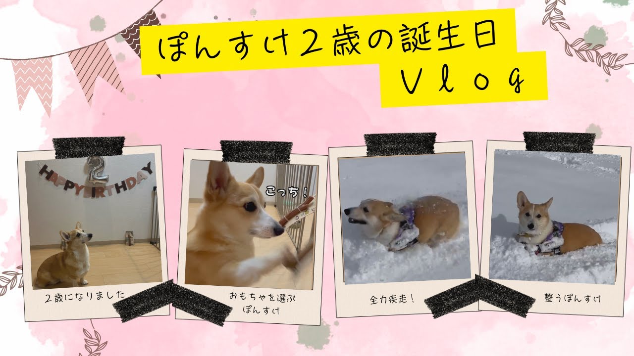 ぽんすけ2歳誕生日Vlog