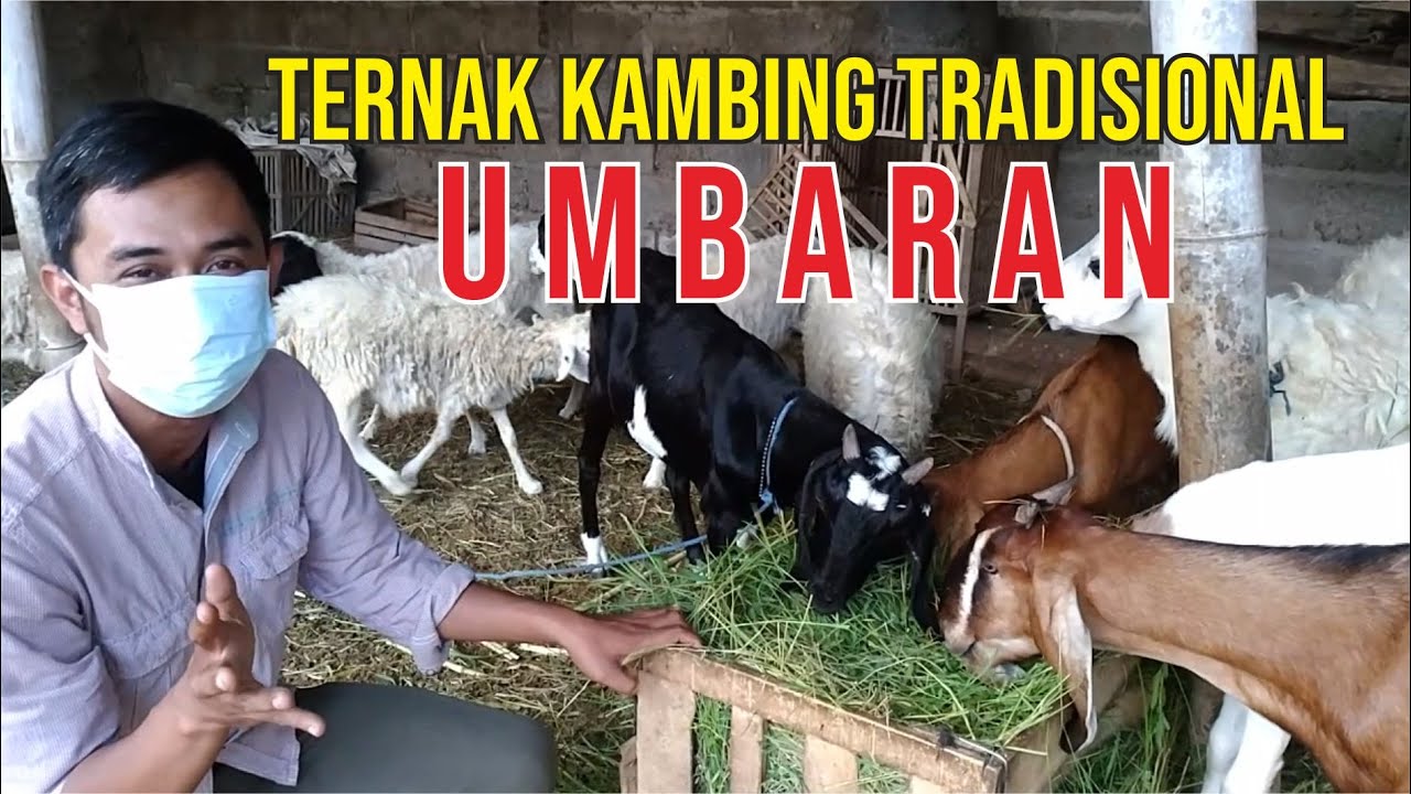 Dolan Kandang ||  Belasan Tahun Ternak Kambing Sistem Tradisional