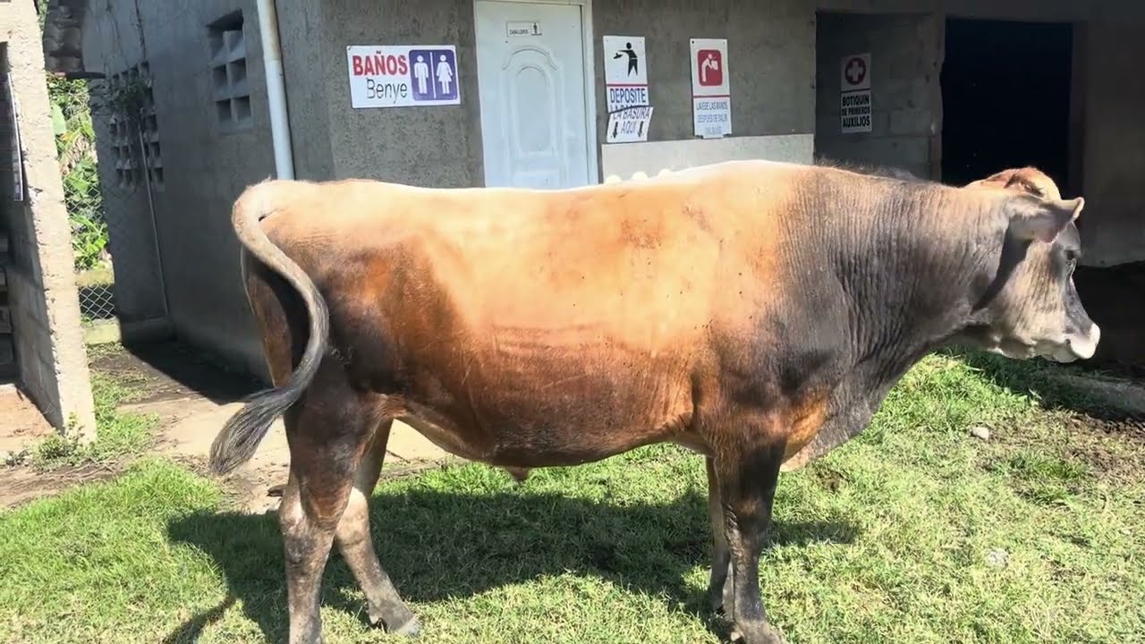 Atlas Ares. Cómo se llaman estas vacas? Cómo se llaman estos becerros