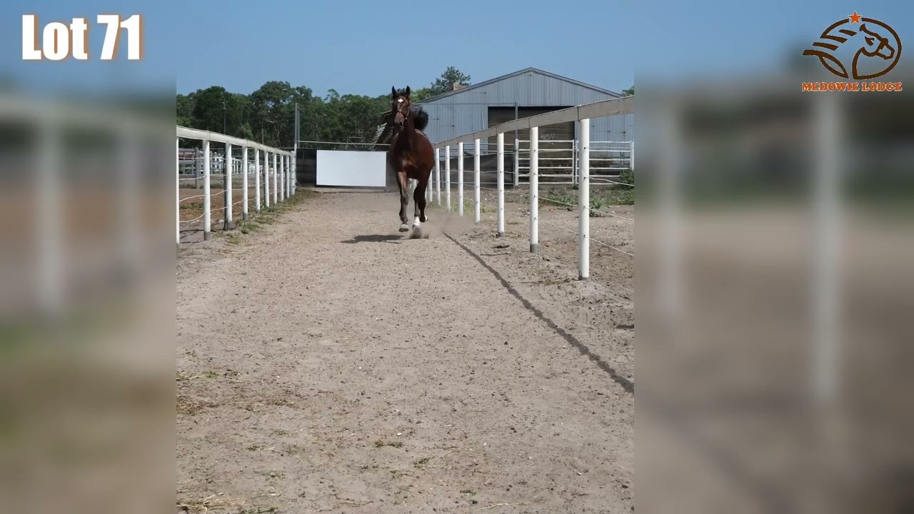 Lot 71 BULLDOG HANOVER US / IDEAL TALILIA YEARLING COLT