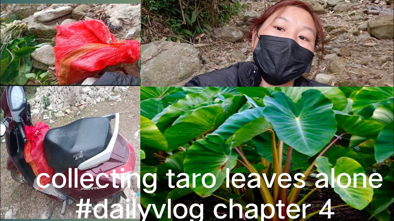 Collecting taro leaves🥵 @tititatasita
