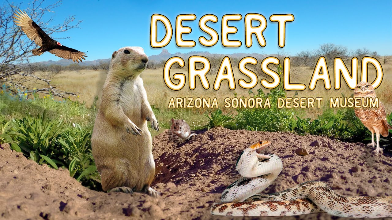 Desert Grasslands | Arizona-Sonora Desert Museum