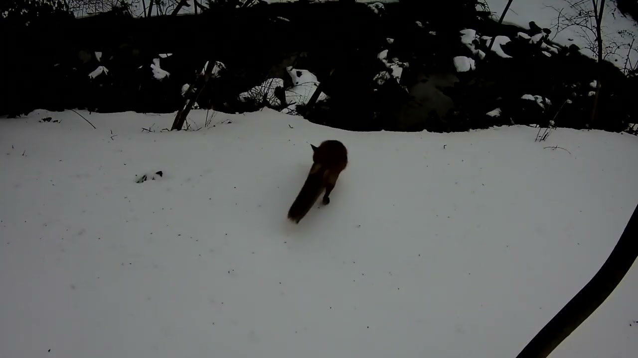 after snow day 1/26/2026