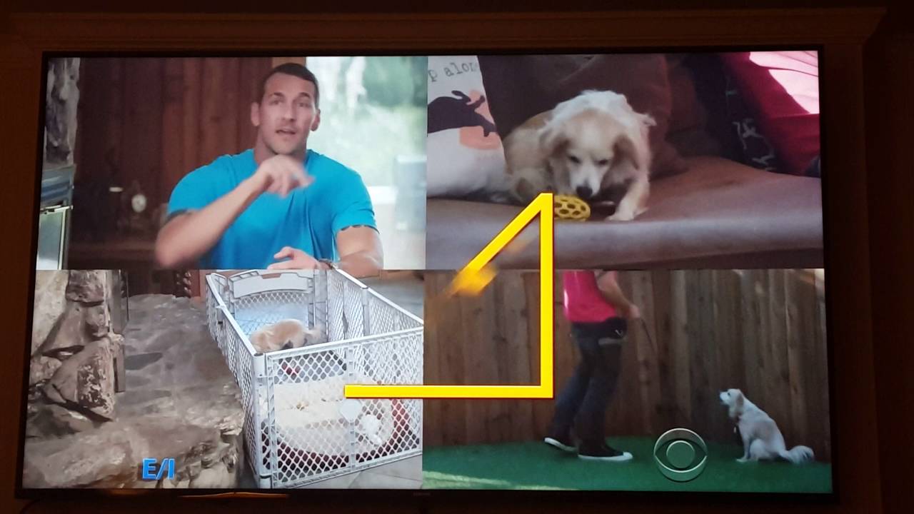 Housetraining tips from Brandon McMillan on Lucky Dog