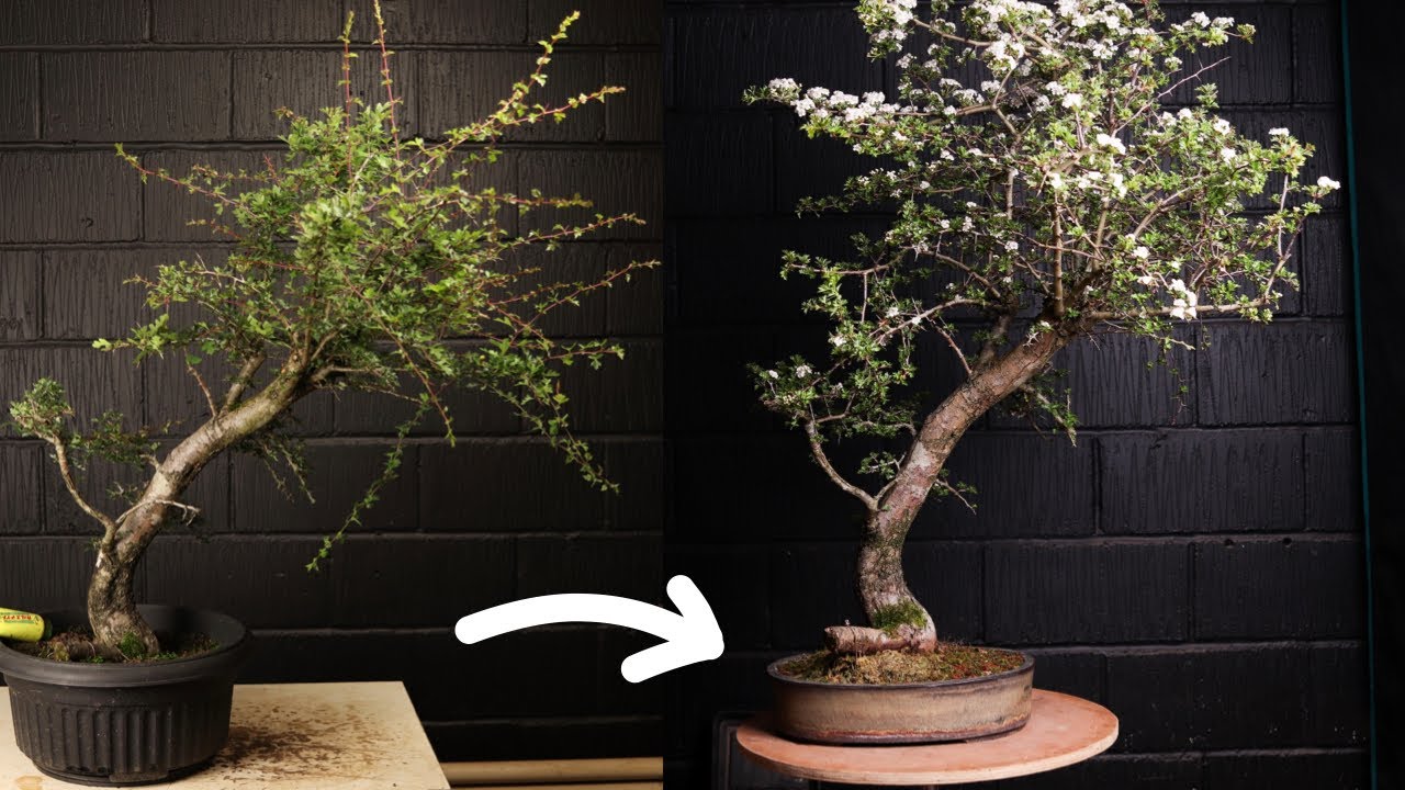 First Bonsai Pot for a Huge Hawthorn