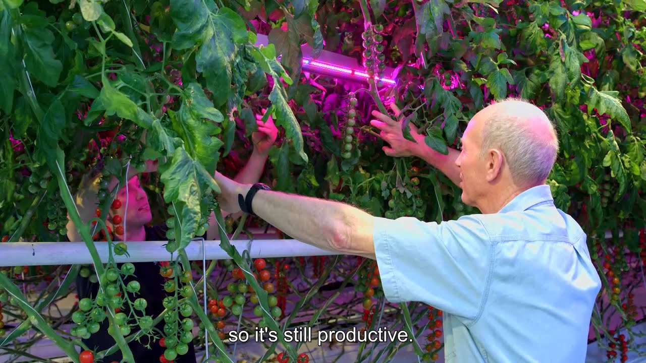 Produce even fruit size and consistent quality all year round - R&L Holt, United Kingdom