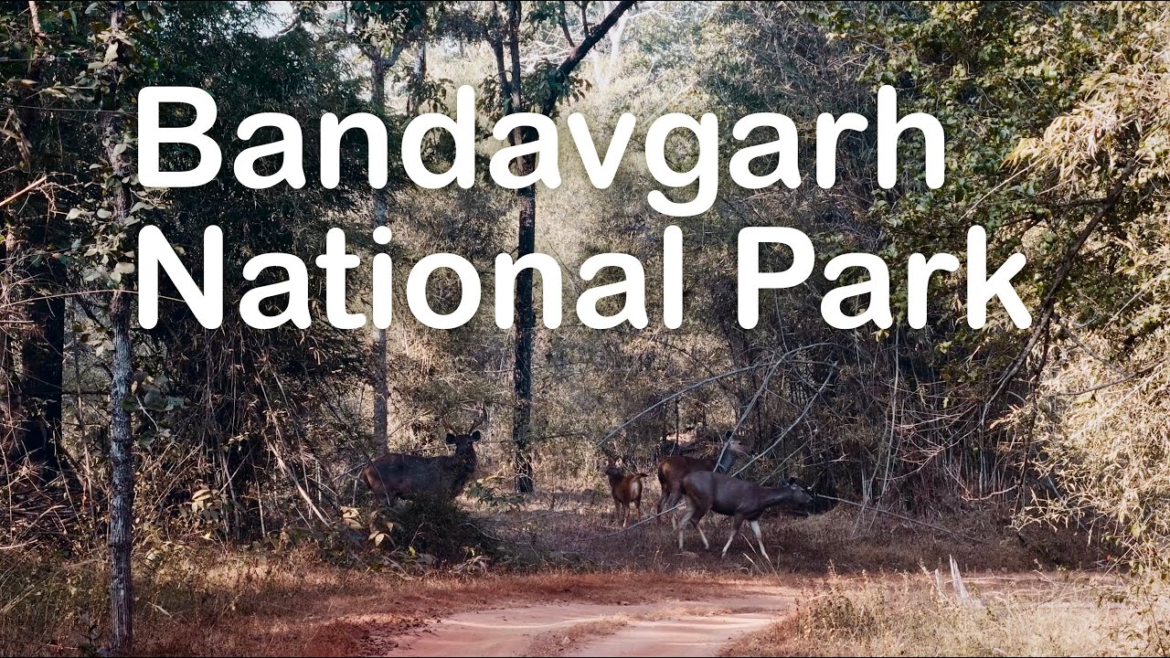 Bandhavgarh National Park Safari 🐅 | Tala & Khitauli Zones | India’s Most Beautiful Forest