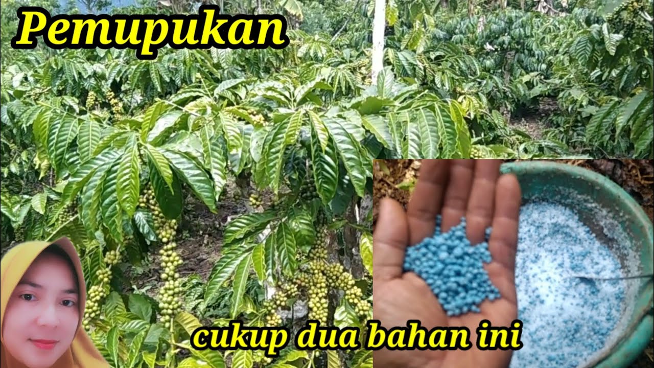 PEMUPUKAN ❗GAK PERLU BNYAK YANG TERPENTING UNSURNYA TERCUKUPI