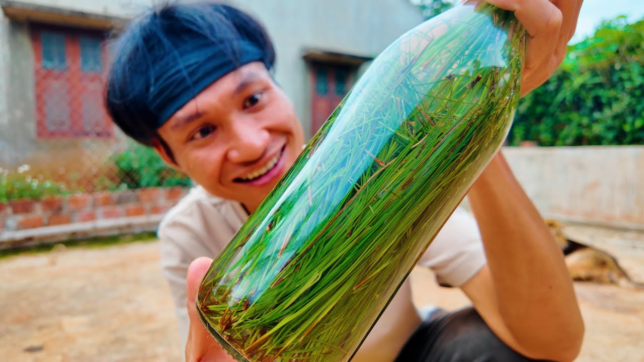 LÀM NƯỚC NGỌT CÓ GA TỪ LÁ THÔNG  - KaTu Nguyễn