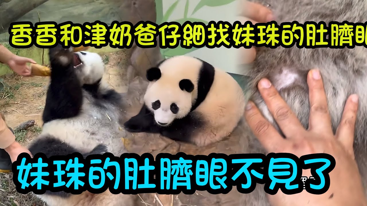 妹珠的肚臍眼已經閉合了，香香和津奶爸都找不到，大家還好奇妹珠的耳朵有沒有分泌物#大熊貓妹珠 #熊貓妹豬 #panda  #babypanda 