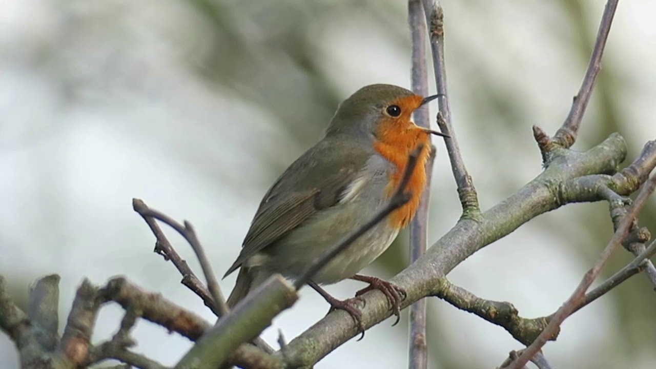 Robin Singing UK