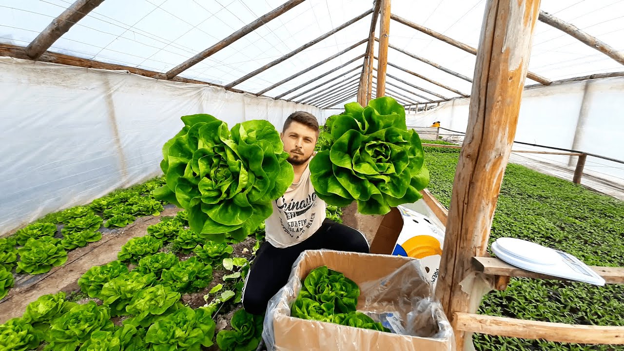 CUM TREBUIE SĂ ARATE SALATA PENTRU PIAȚĂ ?!