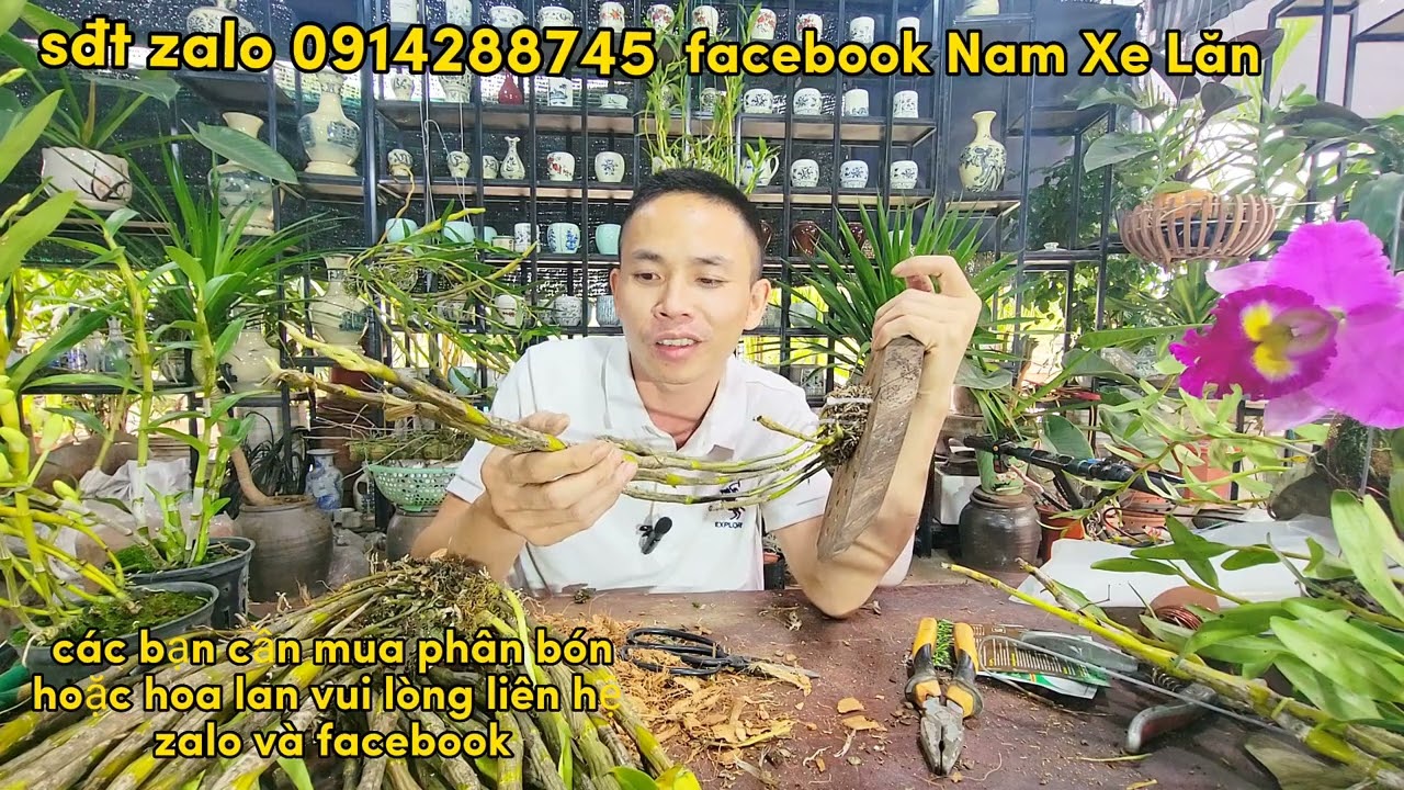 Cách Trồng Và Chăm Sóc Hoa Lan Đùi Gà - Nam Xe Lăn