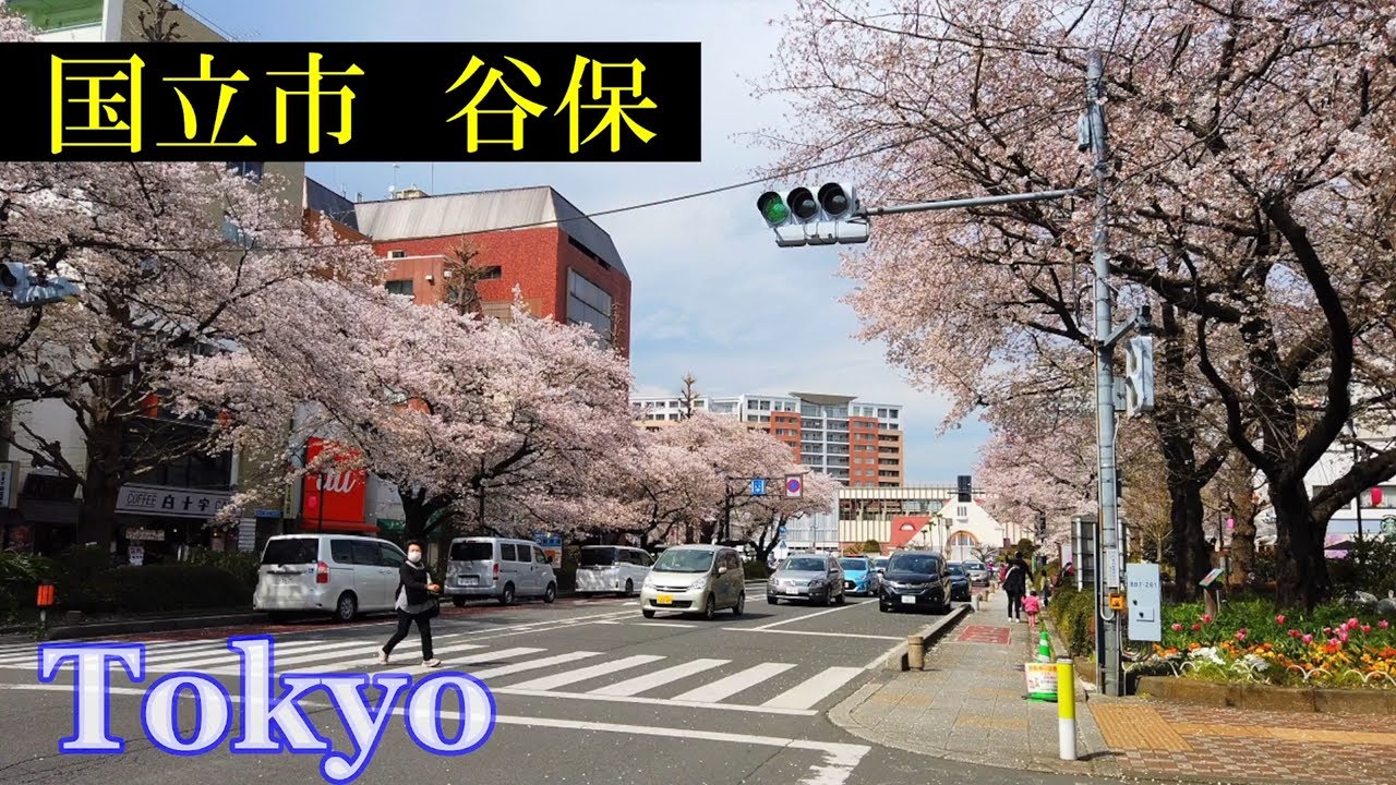 谷保～国立駅　Tokyo Walking 🌞 Yaho ~ Kunitachi　Cherry Blossoms　　Japan🎧HQ Binaural　大学通り・桜吹雪　（国立市・国分寺市）　東京散歩