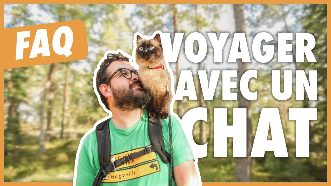 COMMENT VOYAGER AVEC UN CHAT ? (FAQ, conseils et astuces)