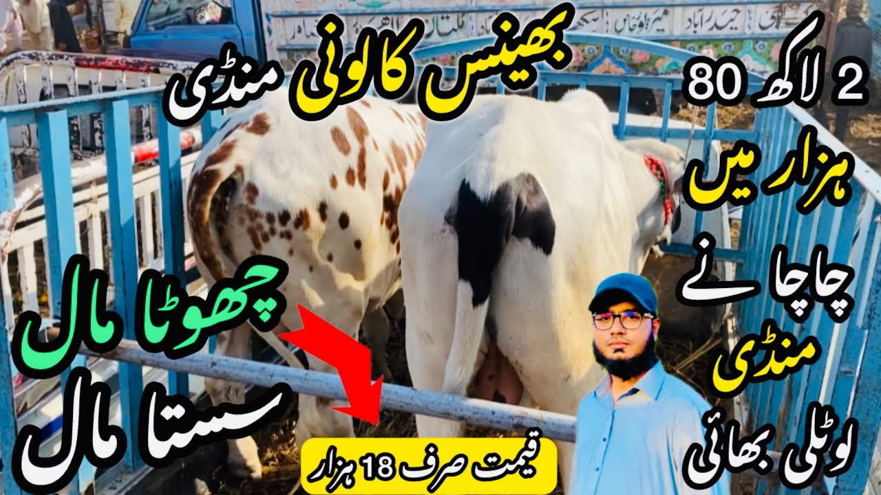 Bhains Colony Mandi Karachi Cattle Rates Update❤️ || 22 January 2026 || Cow Mandi 2026 💫